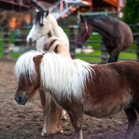 Akademia Kuraszkow Kuraszkow (Lower Silesia)