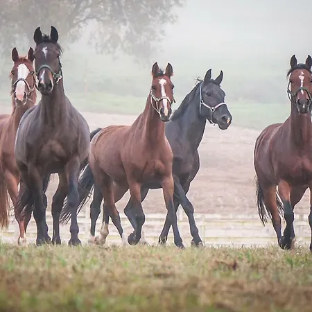 リゾート Akademia Kuraszkow Kuraszkow (Lower Silesia)