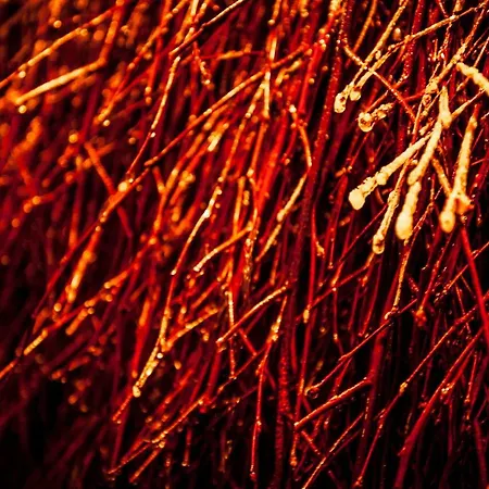 Akademia Kuraszkow Kuraszkow (Lower Silesia)