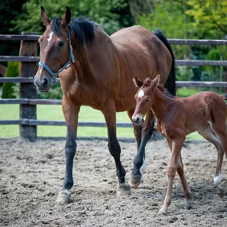 リゾート Akademia Kuraszkow 3*