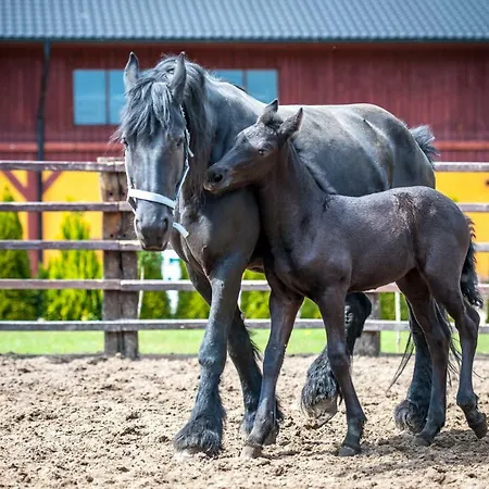 Akademia Kuraszkow 3* Kuraszkow (Lower Silesia)