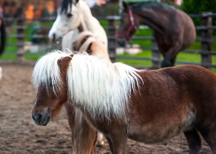 Akademia Kuraszkow Kuraszkow (Lower Silesia)