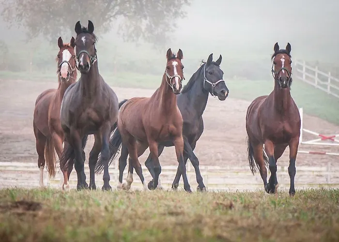 Resort Akademia Kuraszkow Kuraszkow (Lower Silesia)