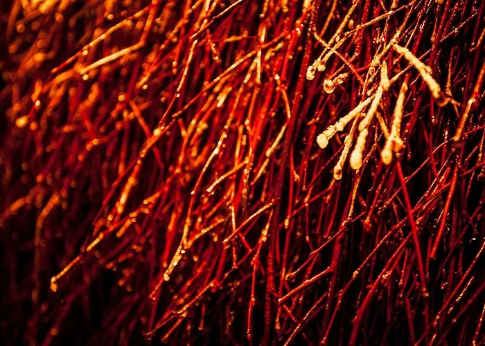 Akademia Kuraszkow Kuraszkow (Lower Silesia)