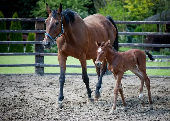 Resort Akademia Kuraszkow 3*