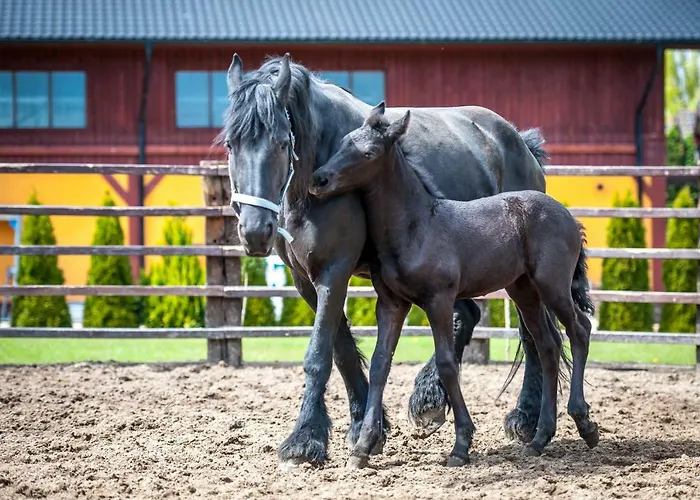 Akademia Kuraszkow 3* Kuraszkow (Lower Silesia)